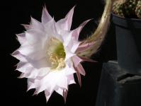 Thumbnail of 1447.1_Echinopsis Hybride_20180715_02(1).JPG